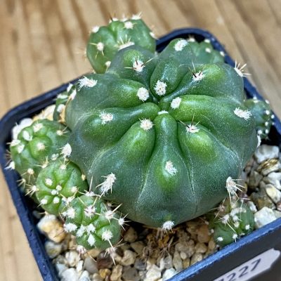 DP37227 Gymnocalycium achirasense v. orientale f. monstrosa