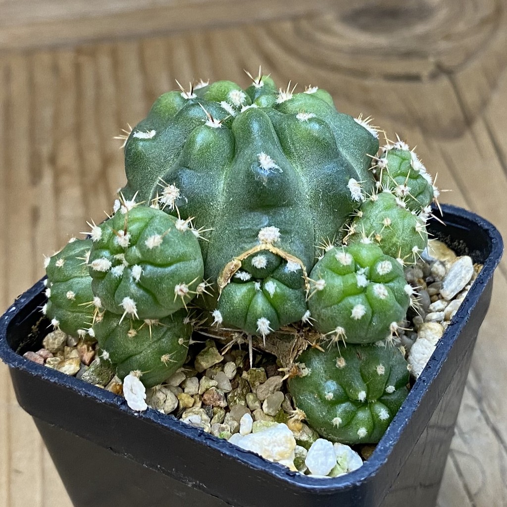 DP37227 Gymnocalycium achirasense v. orientale f. monstrosa - Image 2