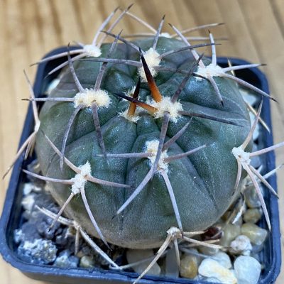 DP37228 Gymnocalycium schmidianum