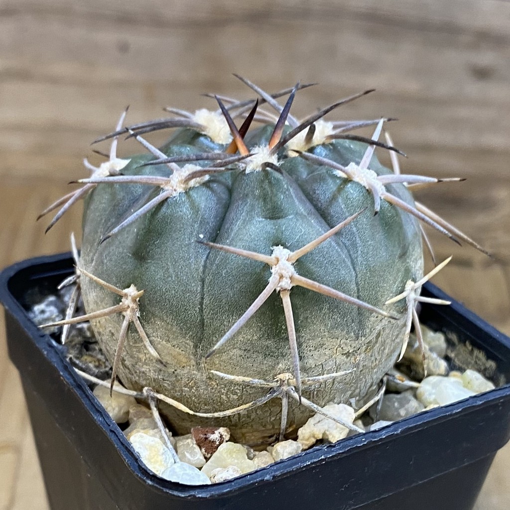 DP37228 Gymnocalycium schmidianum - Image 2