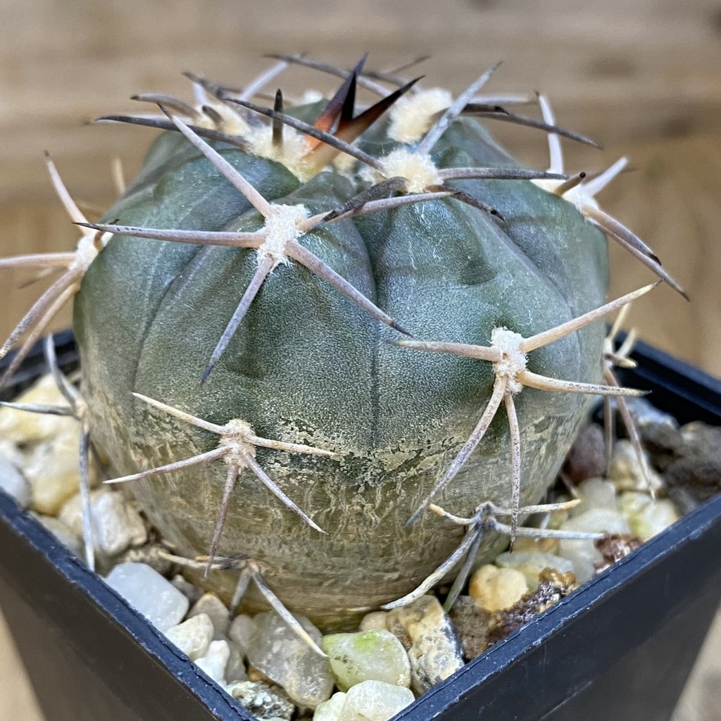 DP37228 Gymnocalycium schmidianum - Image 3