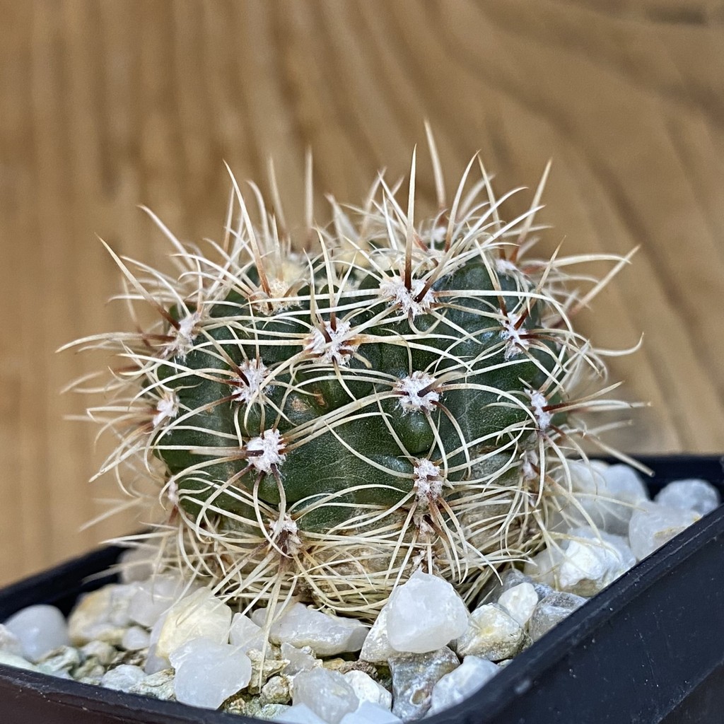 DP37181 Gymnocalycium papschii - Image 3