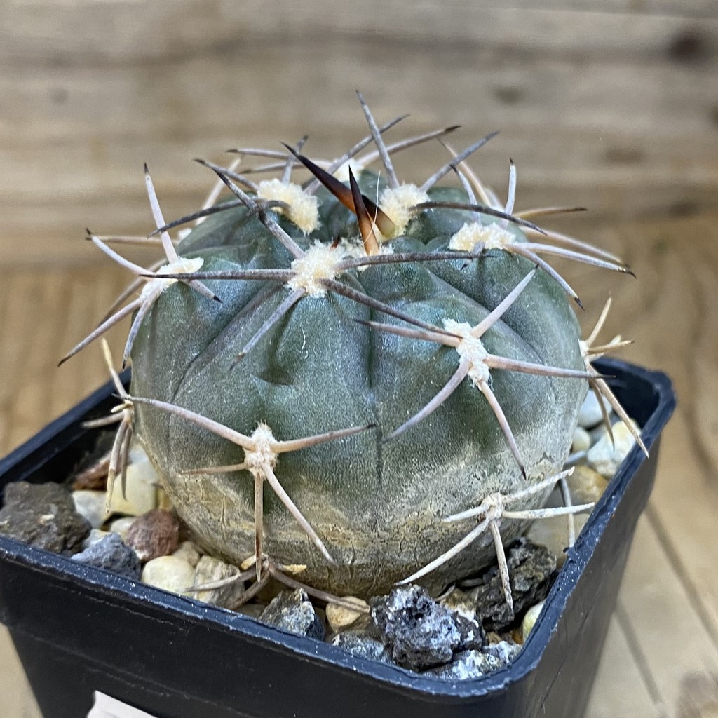 DP37228 Gymnocalycium schmidianum - Image 4