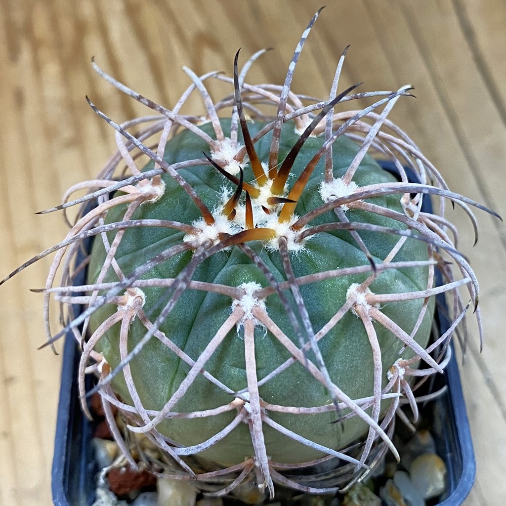 DP37229 Gymnocalycium spegazzinii
