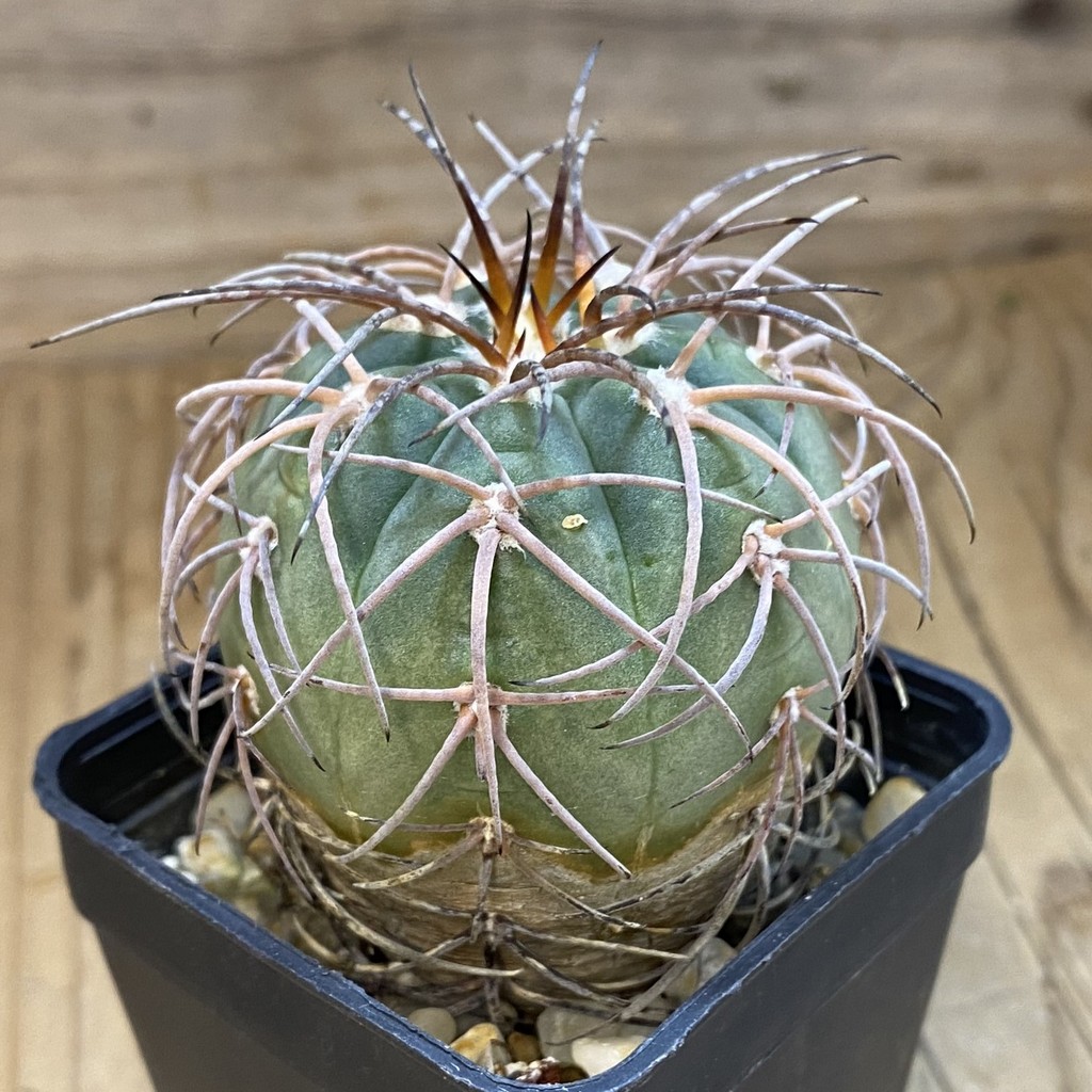 DP37229 Gymnocalycium spegazzinii - Image 2