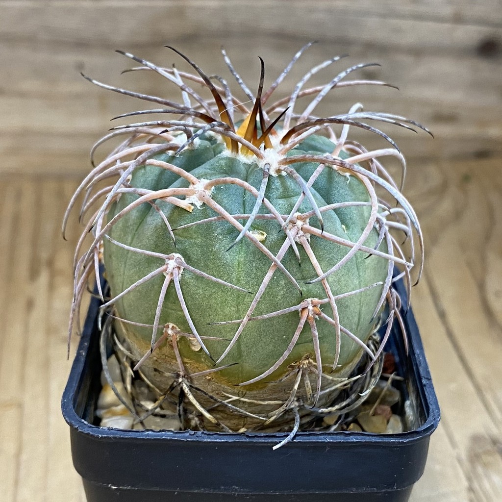 DP37229 Gymnocalycium spegazzinii - Image 3