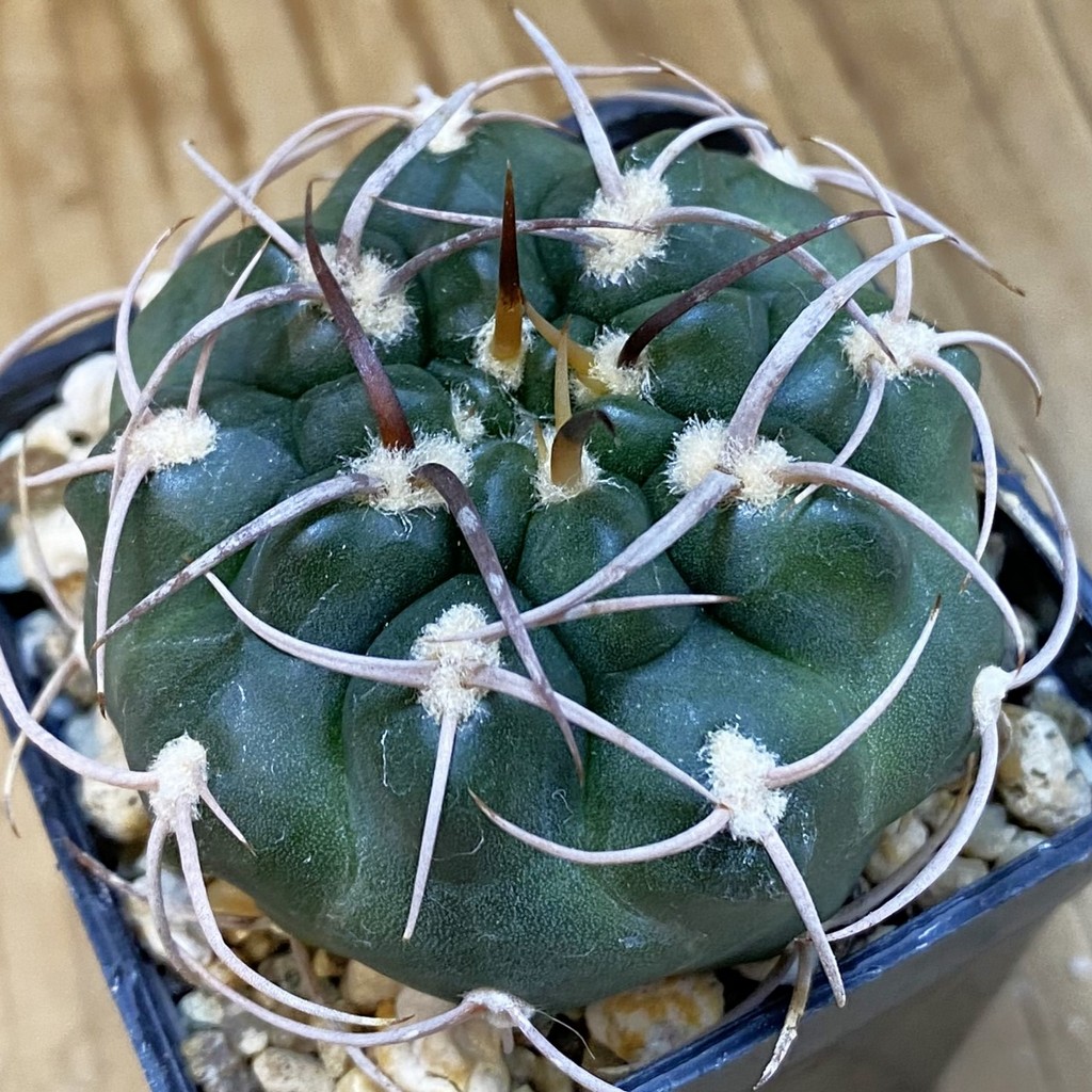 DP37230 Gymnocalycium tillianum VG 643