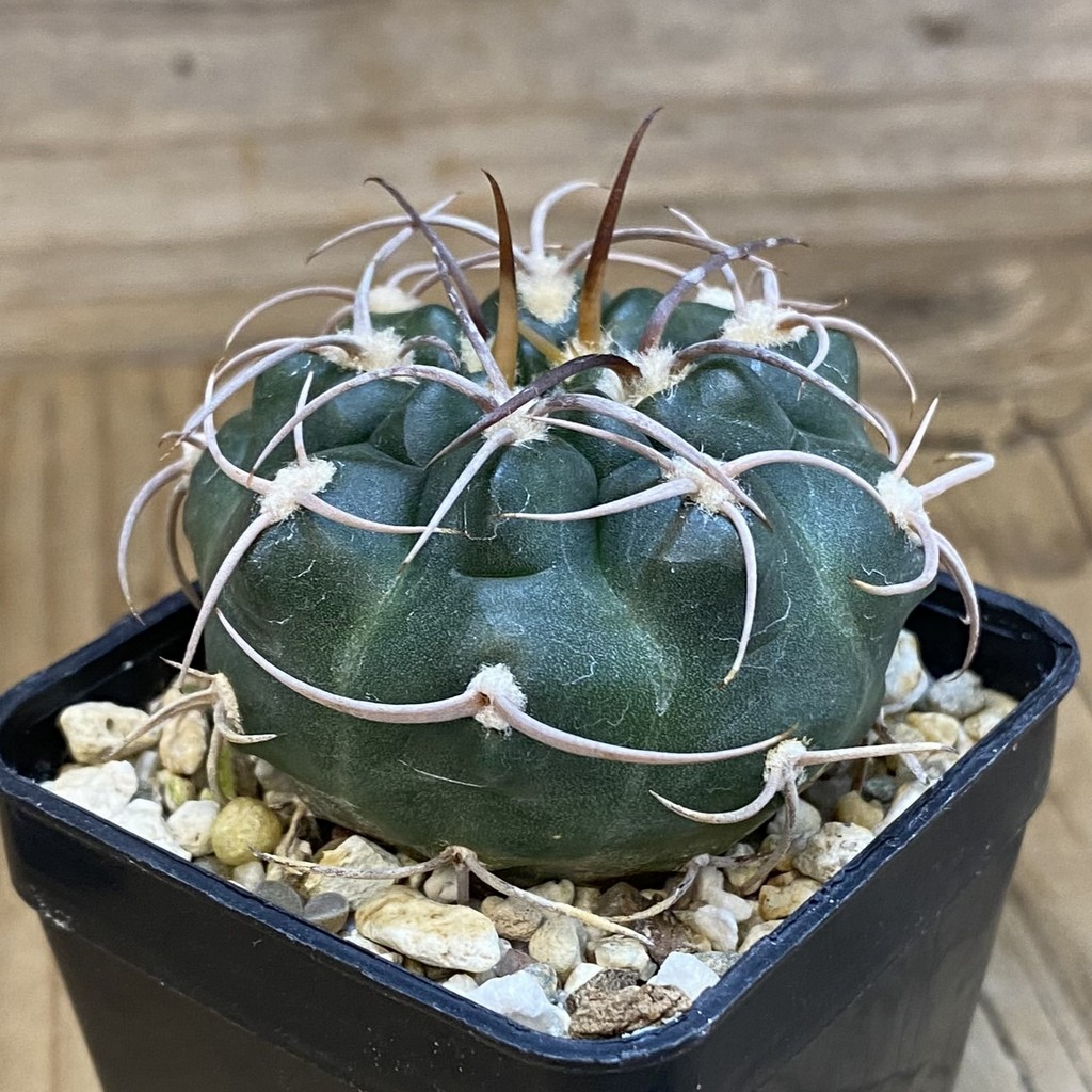 DP37230 Gymnocalycium tillianum VG 643 - Image 2