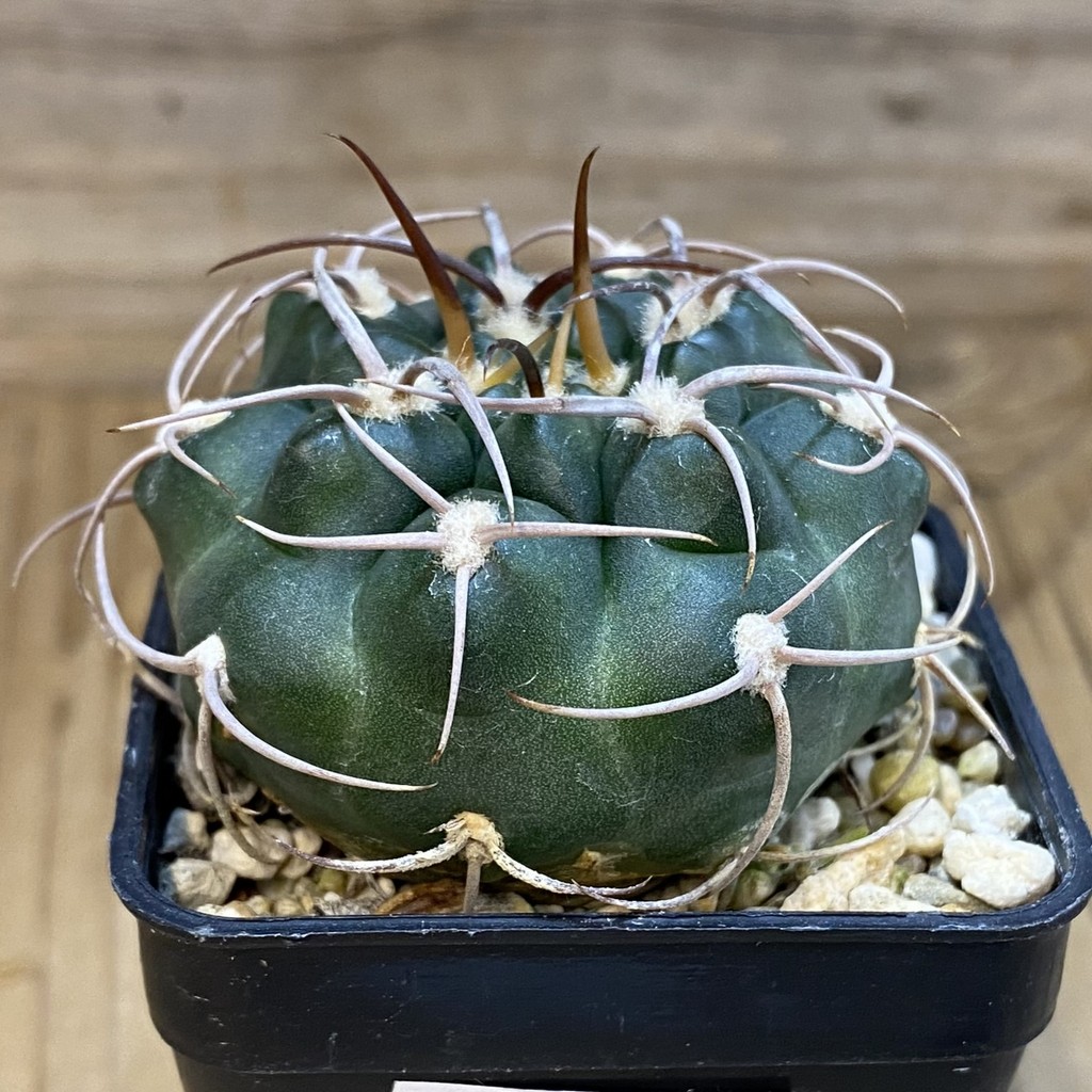 DP37230 Gymnocalycium tillianum VG 643 - Image 3