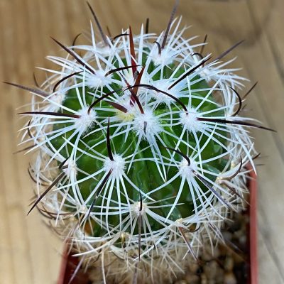 DP37231 Echinofossulocactus zacatecasensis