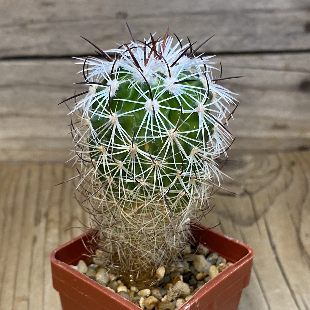 DP37231 Echinofossulocactus zacatecasensis - Image 2