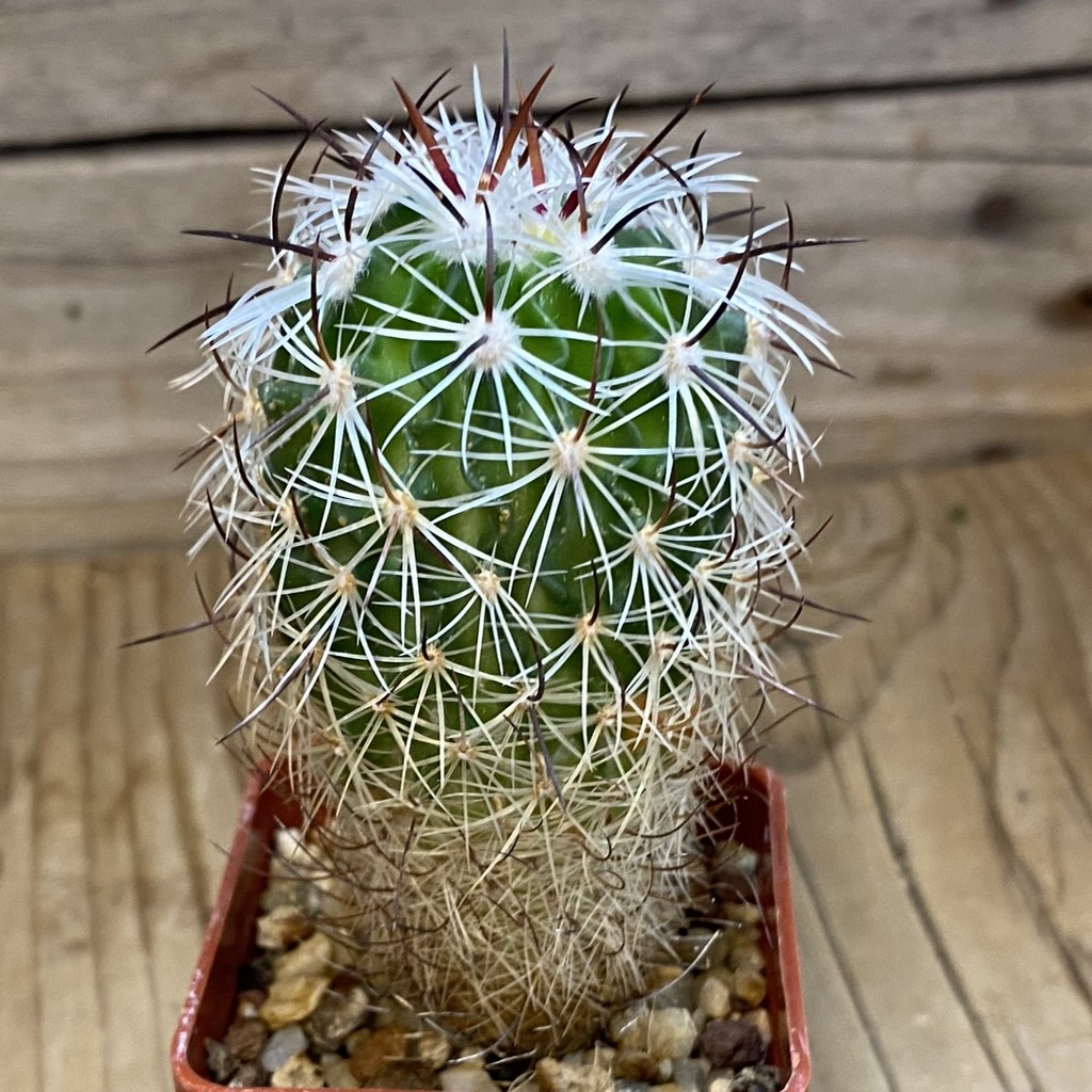 DP37231 Echinofossulocactus zacatecasensis - Image 3