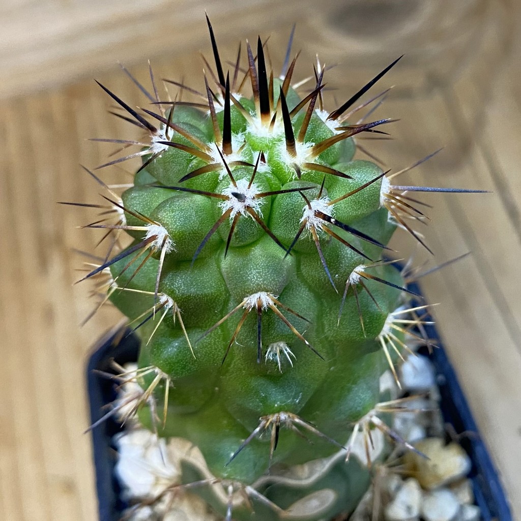 DP37232 Copiapoa sp. PL 129A, grafted