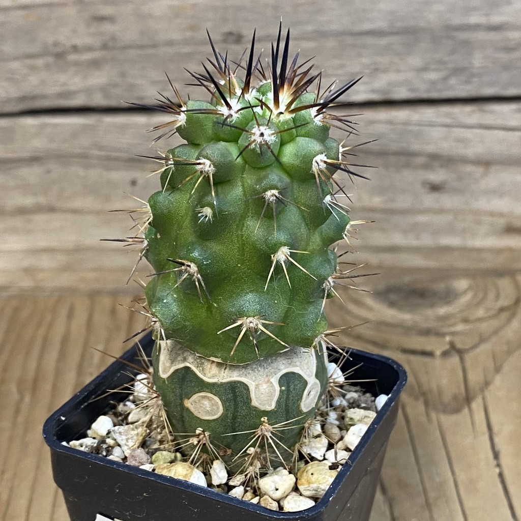 DP37232 Copiapoa sp. PL 129A, grafted - Image 2