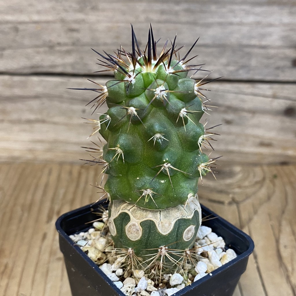DP37232 Copiapoa sp. PL 129A, grafted - Image 3