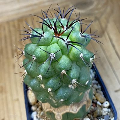DP37233 Copiapoa wagenknechtii PL 146A