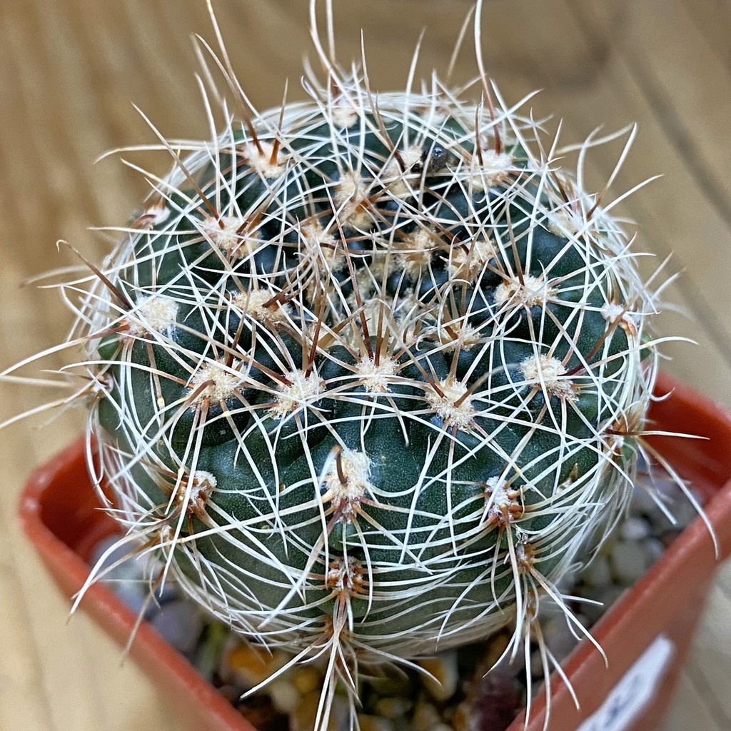 DP37182 Gymnocalycium papschii