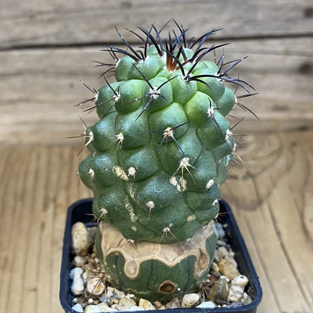 DP37233 Copiapoa wagenknechtii PL 146A - Image 2