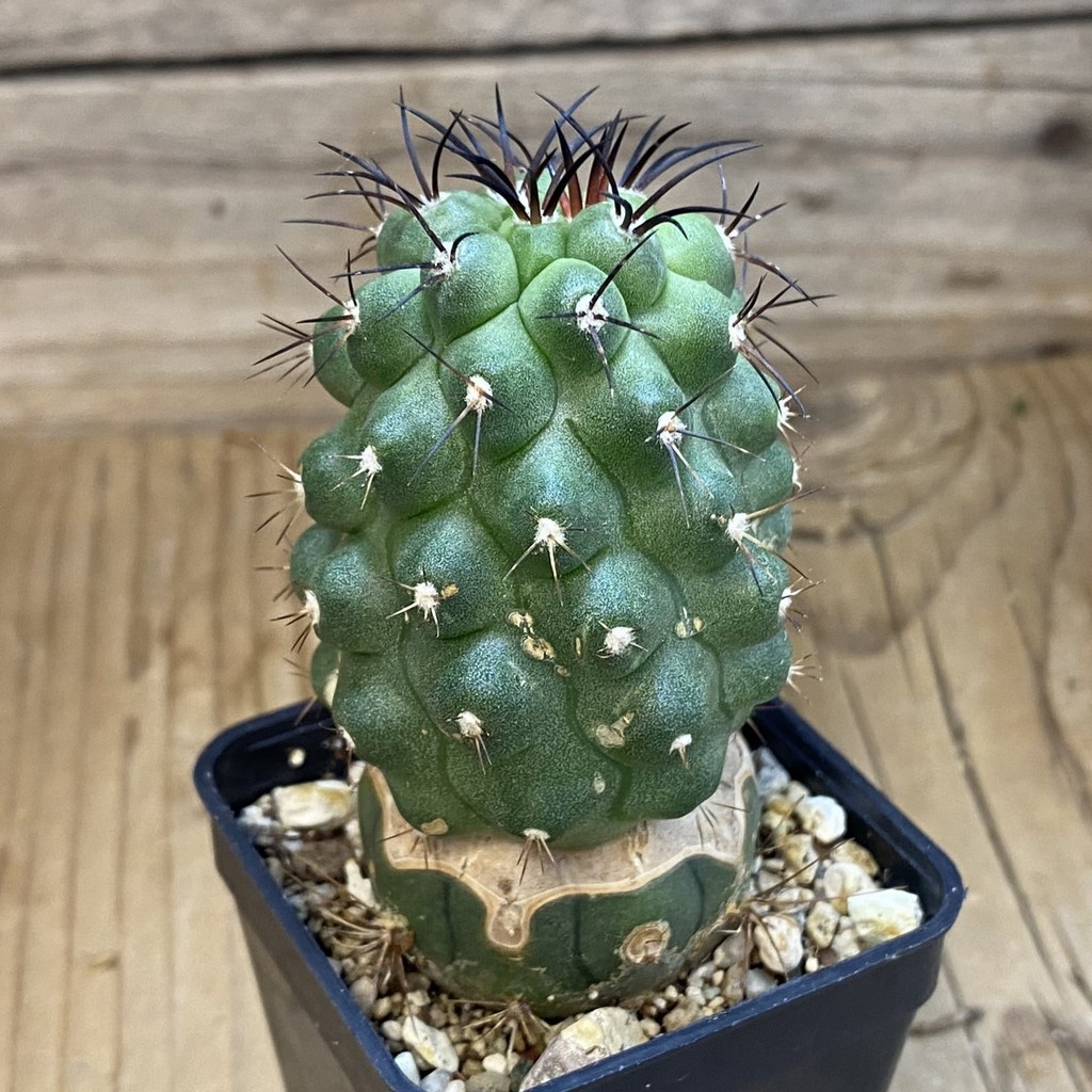 DP37233 Copiapoa wagenknechtii PL 146A - Image 3