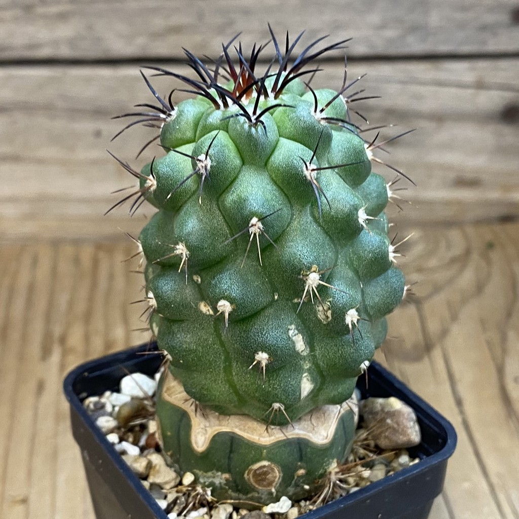 DP37233 Copiapoa wagenknechtii PL 146A - Image 4
