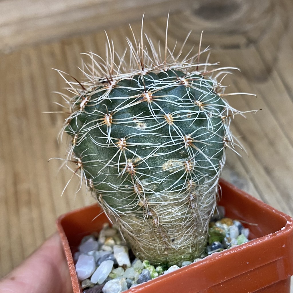 DP37182 Gymnocalycium papschii - Image 2