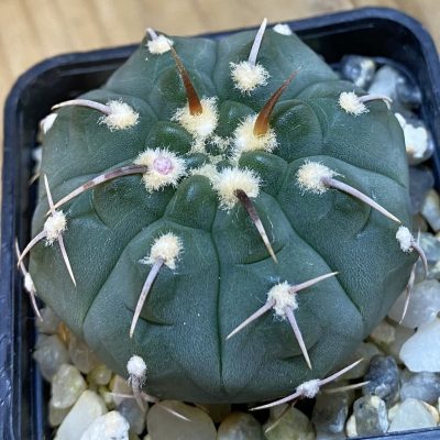 DP37236 Gymnocalycium vatteri