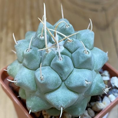 DP37237 Thelocactus rinconensis