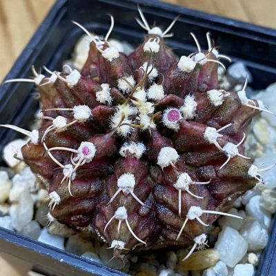 DP37238 Gymnocalycium mihanovichii 'T-Rex'
