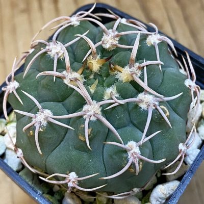 DP37239 Gymnocalycium ochoterenae VG 250