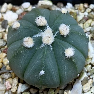 DP37240 Astrophytum asterias 'Ooibo' hybrid