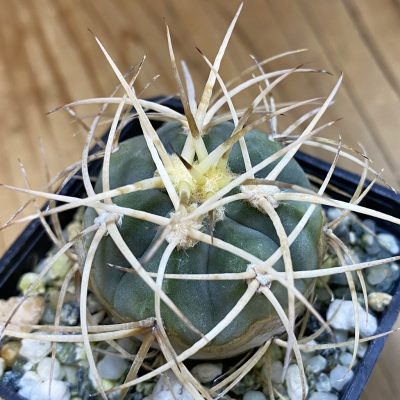 DP37183 Gymnocalycium cardenasianum LF 616