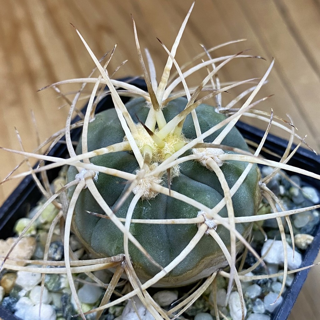DP37183 Gymnocalycium cardenasianum LF 616