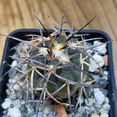 DP37241 Gymnocalycium spegazzinii v. major
