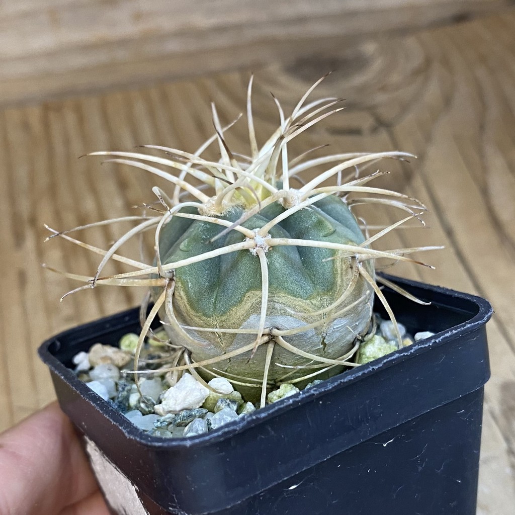 DP37183 Gymnocalycium cardenasianum LF 616 - Image 2