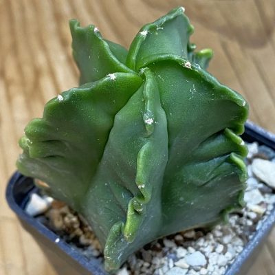 DP37243 Astrophytum myriostigma f. nudum