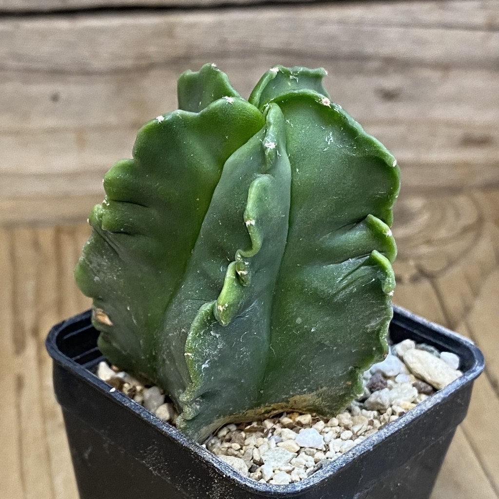 DP37243 Astrophytum myriostigma f. nudum - Image 2