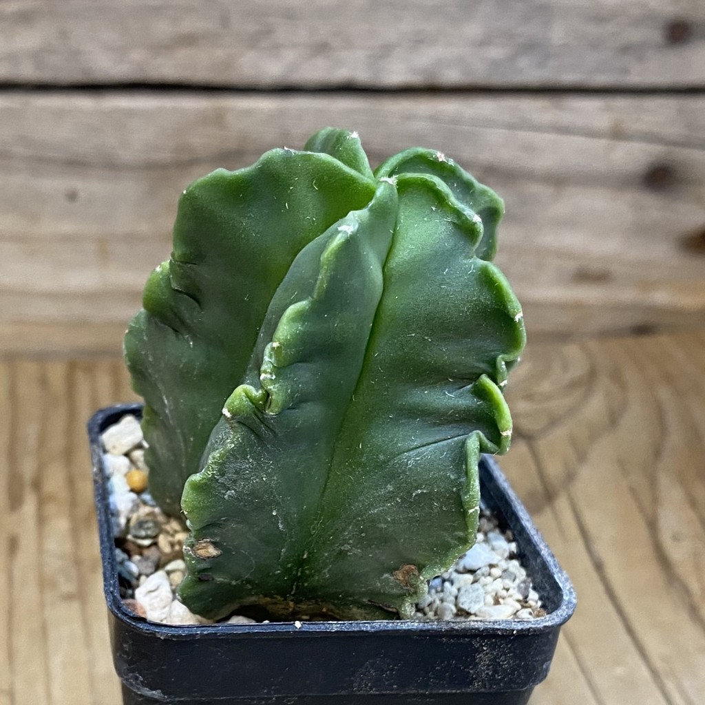 DP37243 Astrophytum myriostigma f. nudum - Image 3