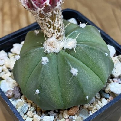 SH37149 Astrophytum asterias ‘Akabana’
