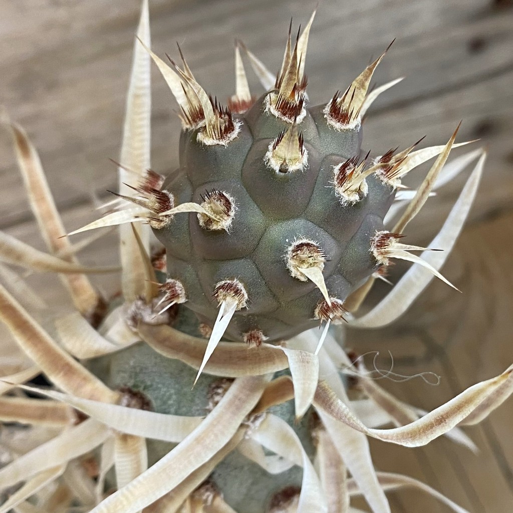 SH37150 Tephrocactus articulatus v. papyracanthus
