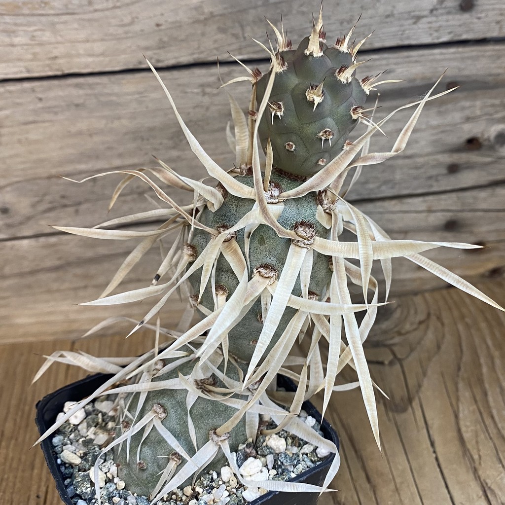SH37150 Tephrocactus articulatus v. papyracanthus - Image 2