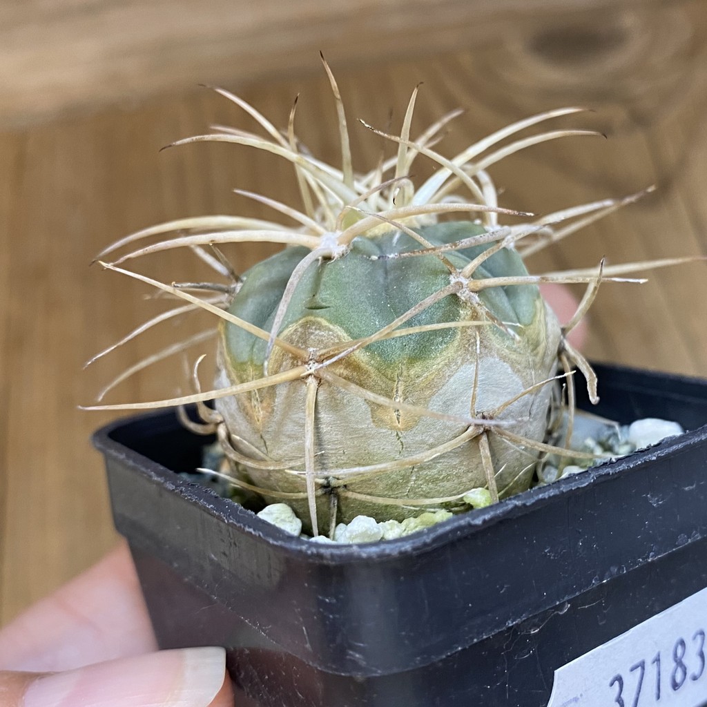 DP37183 Gymnocalycium cardenasianum LF 616 - Image 3