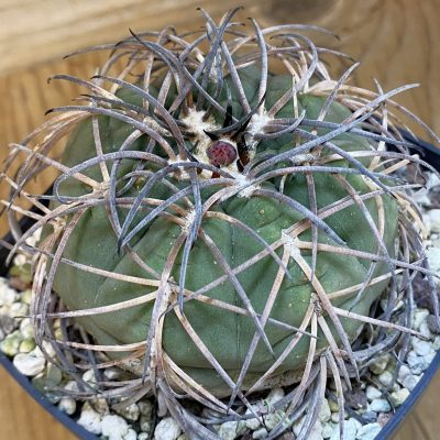 SH37151 Gymnocalycium spegazzinii, 12 years old