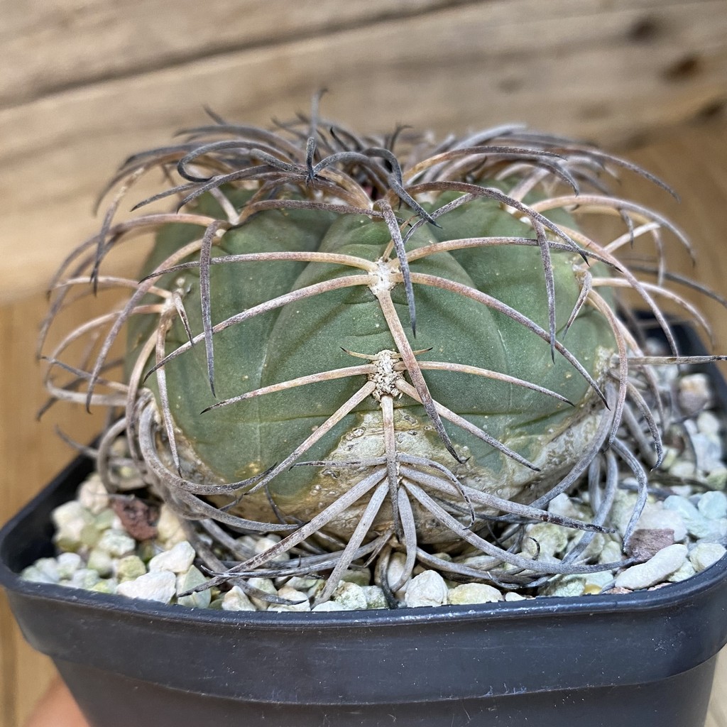 SH37151 Gymnocalycium spegazzinii, 12 years old - Image 2