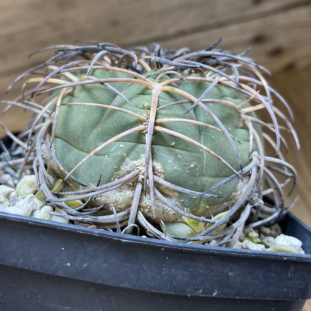 SH37151 Gymnocalycium spegazzinii, 12 years old - Image 3