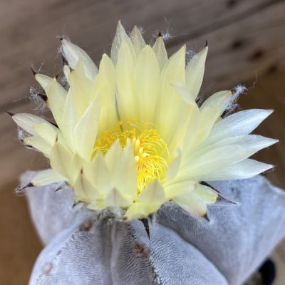 SH37152 Astrophytum myriostigma ‘Onzuka’, 15 years old