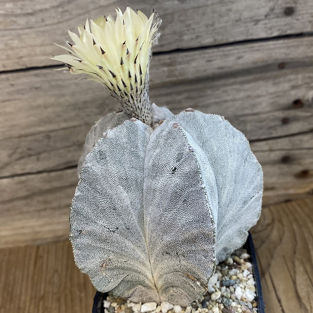 SH37152 Astrophytum myriostigma ‘Onzuka’, 15 years old - Image 2