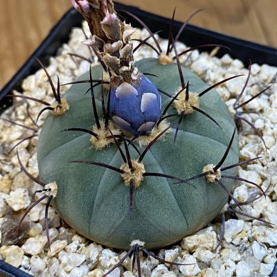 SH37153 Gymnocalycium cabreraense VOS 2122