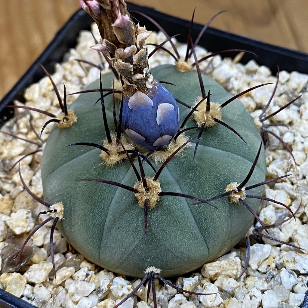 SH37153 Gymnocalycium cabreraense VOS 2122