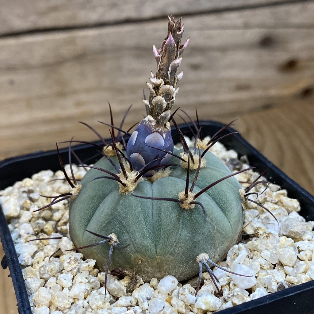 SH37153 Gymnocalycium cabreraense VOS 2122 - Image 2