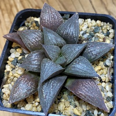 SH37156 Haworthia splendens hybrid